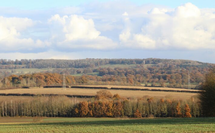 large field with trees in the background