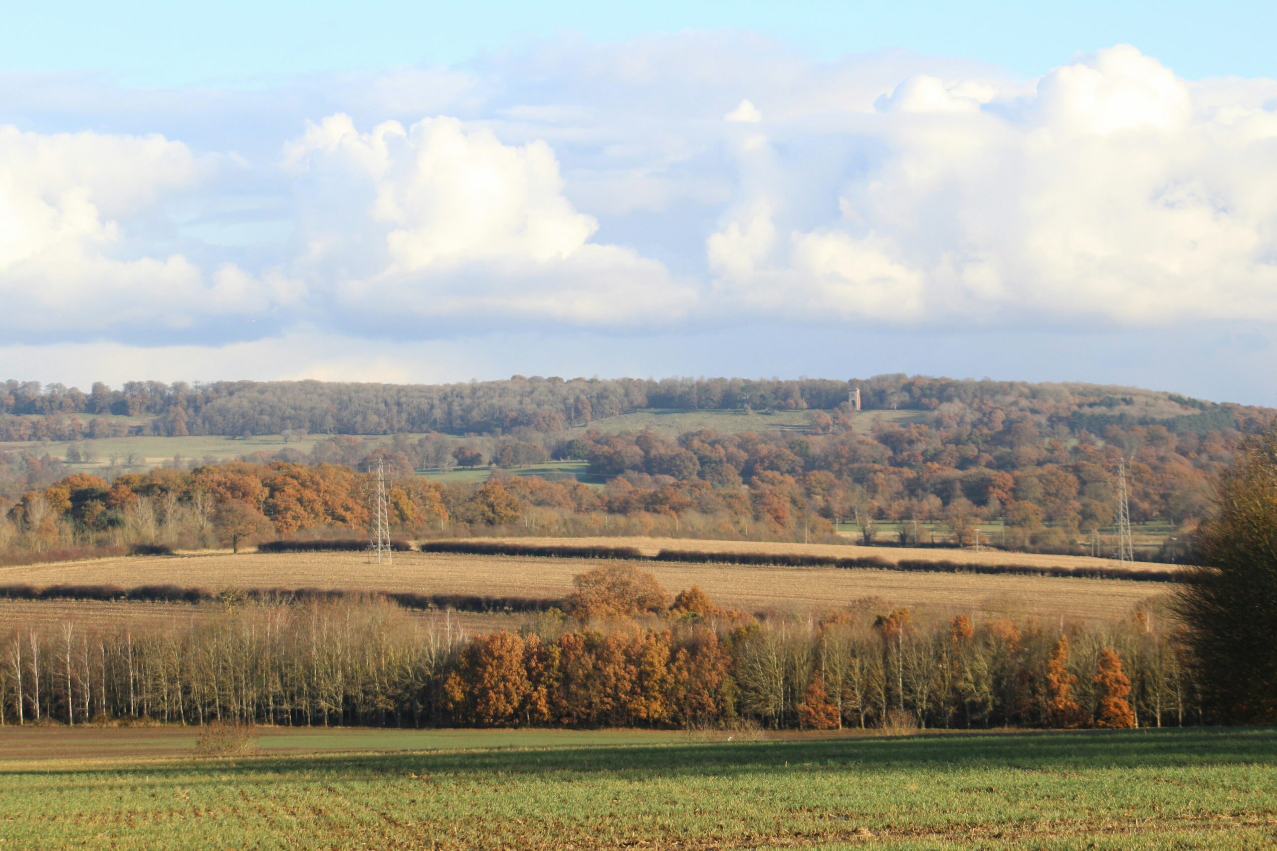 large field with trees in the background
