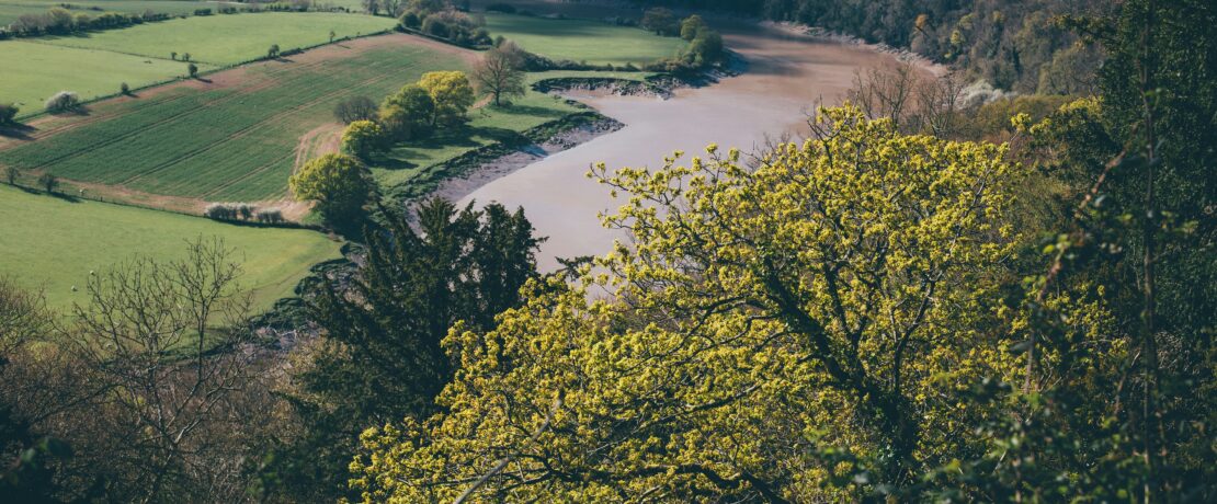 green trees near river during daytime