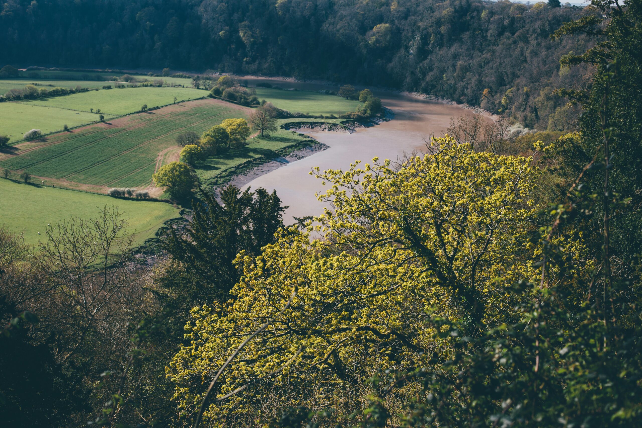 green trees near river during daytime