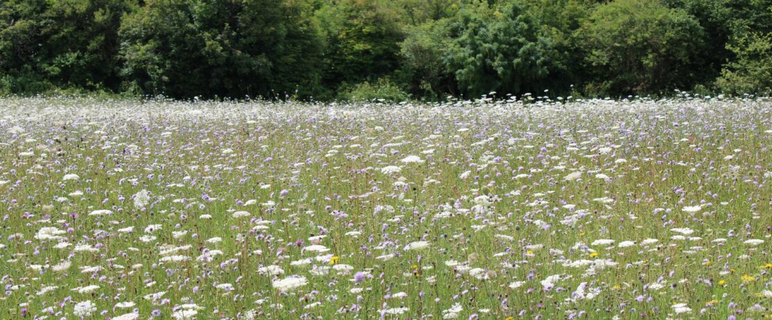 Wildflower meadow England