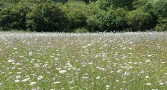 Wildflower meadow England