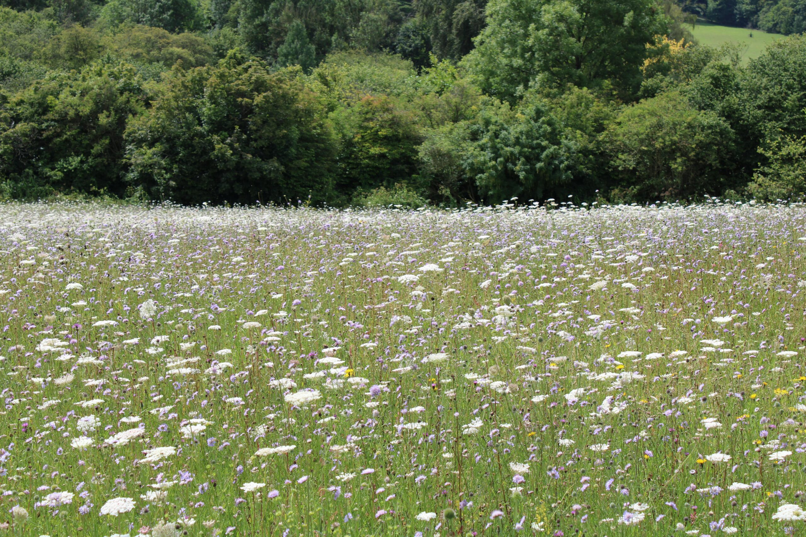 Wildflower meadow England