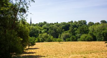 Trees and grassy landscape Shrewsbury