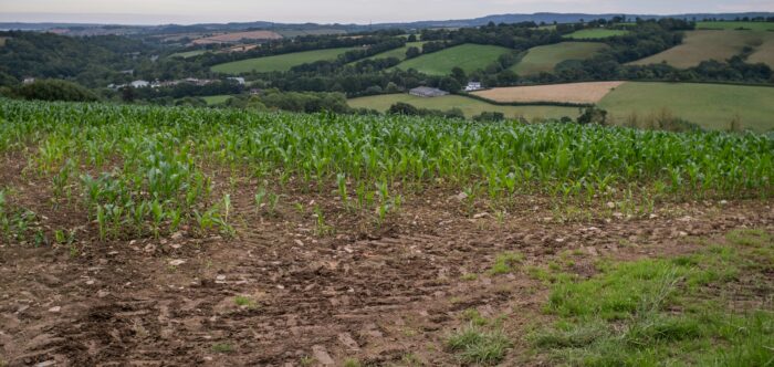 a view of a cornfield from the top of a hill with some muddy tracks