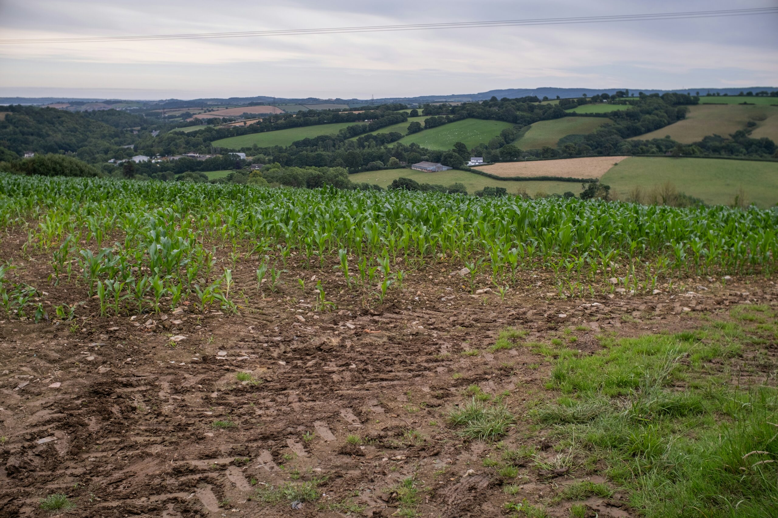 a view of a cornfield from the top of a hill with some muddy tracks