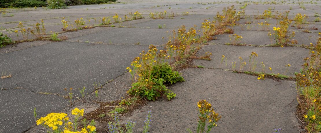 Wildflowers returning to a brownfield site, a disused runway at Blackbushe Airport, Hampshire, UK