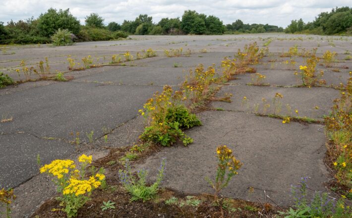 Wildflowers returning to a brownfield site, a disused runway at Blackbushe Airport, Hampshire, UK