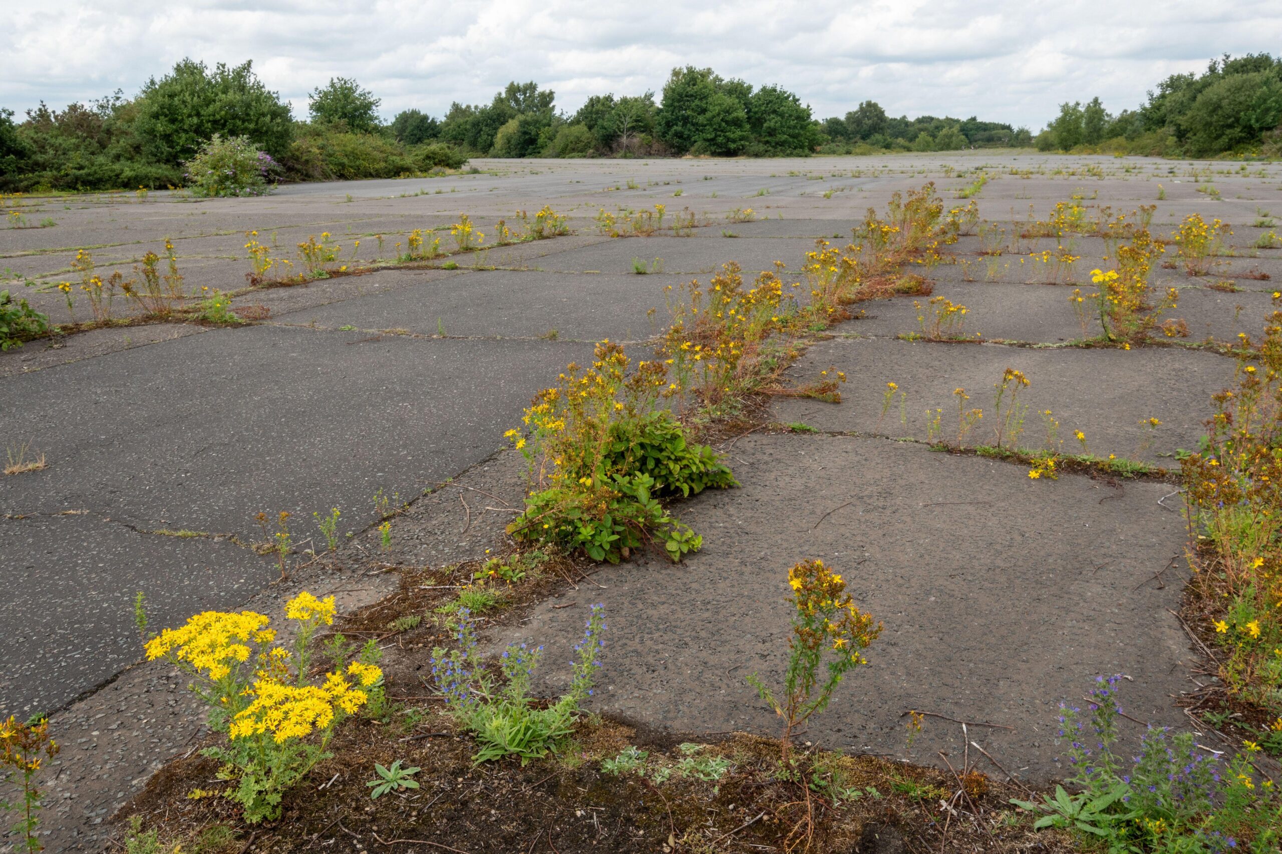 Wildflowers returning to a brownfield site, a disused runway at Blackbushe Airport, Hampshire, UK