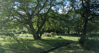 green grass field with trees during daytime