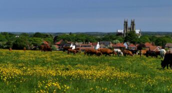 Cows munching on lush green fields surrounding the market town of Beverley in East Yorkshire with the church in the background.