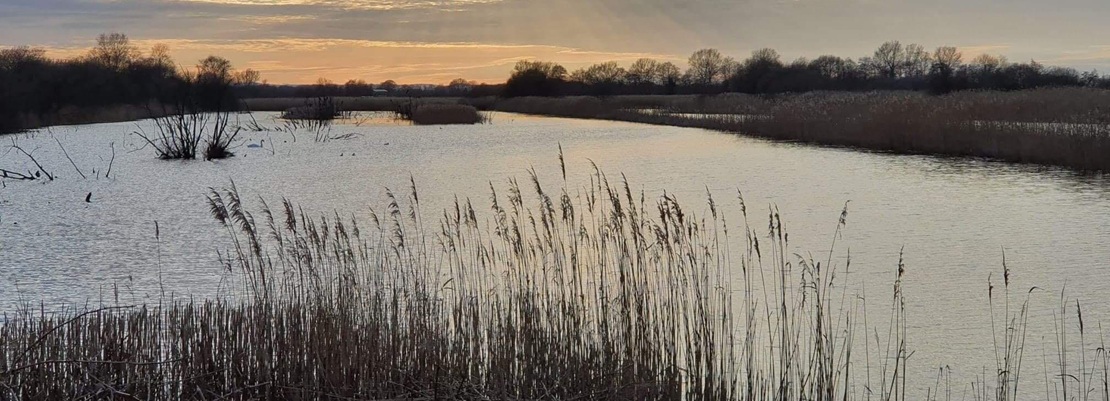 reeds and water at sunset