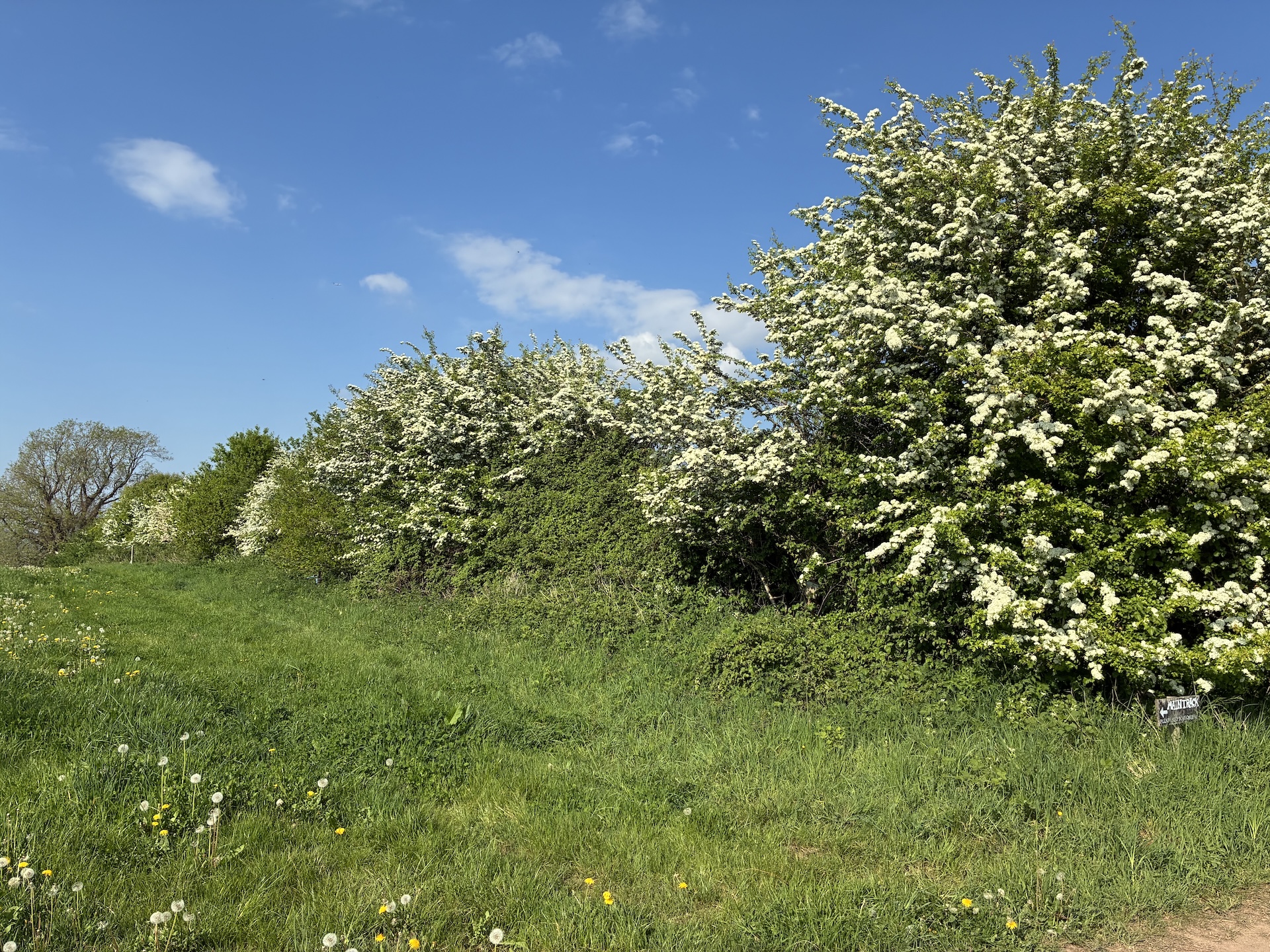 Hawthorn blossom