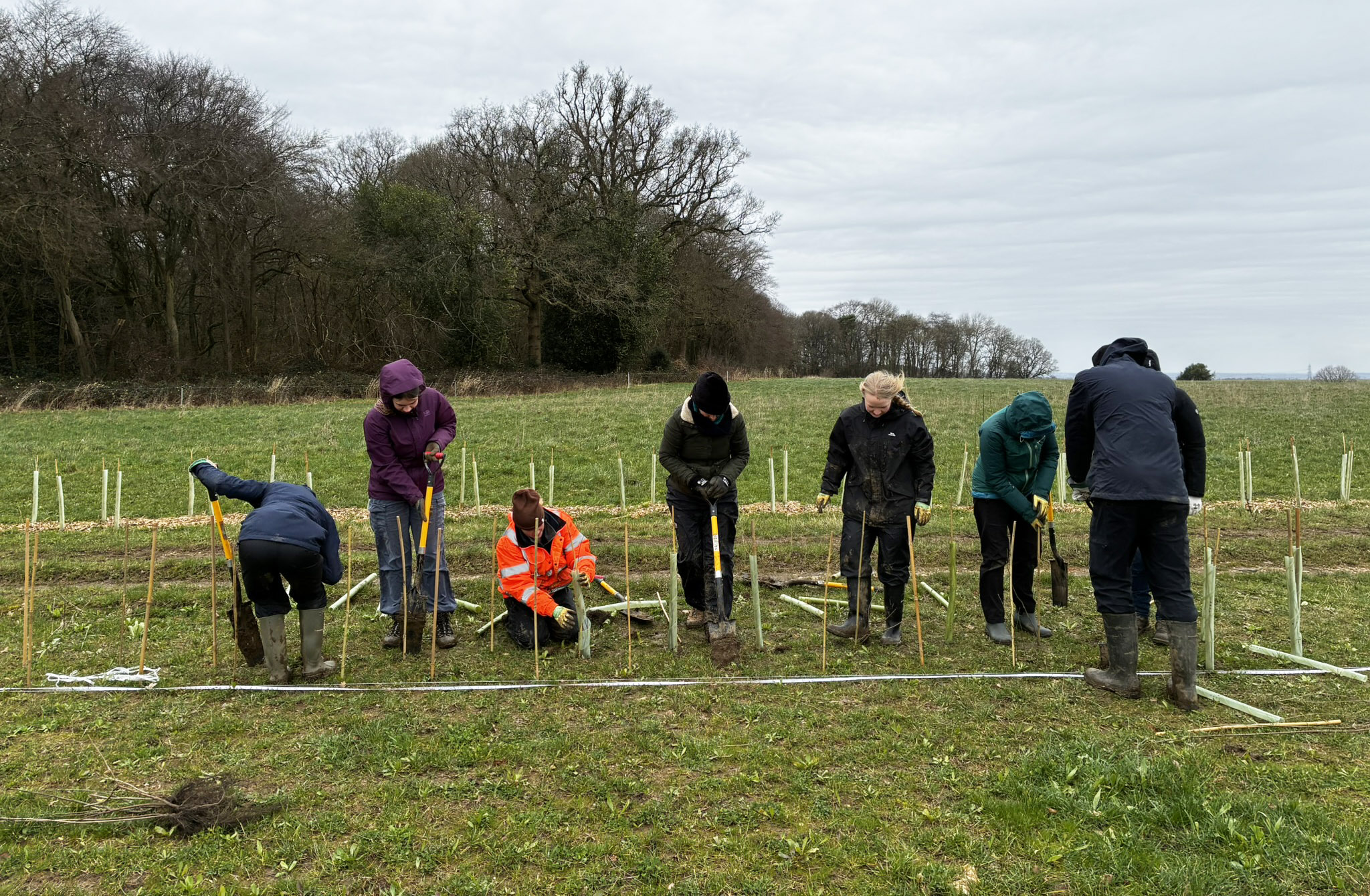 volunteers laying out a hedgeline on a blustery winter day