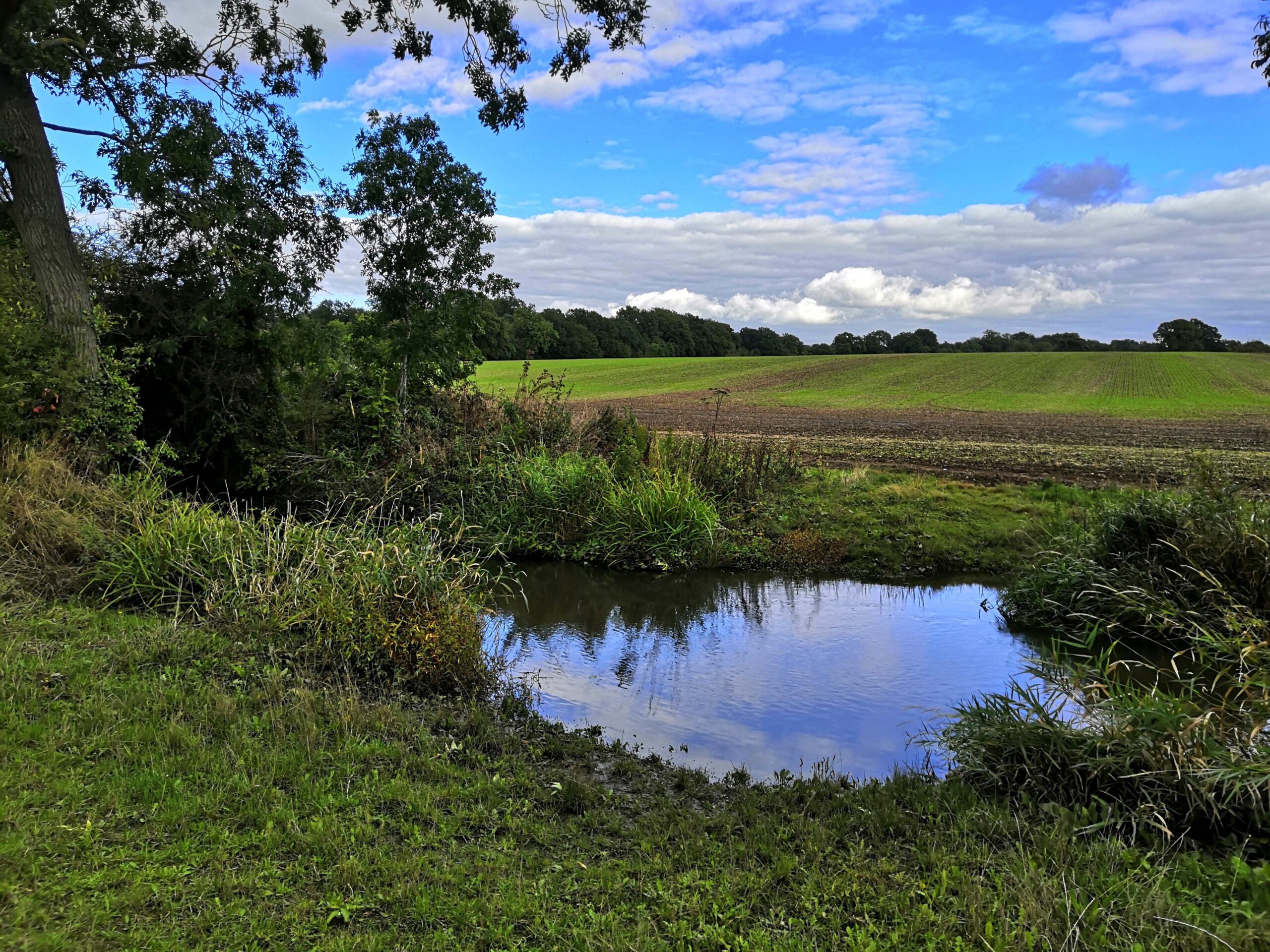 beautiful green cropland with trees and a small pond