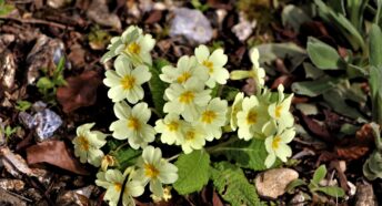 springtime primroses in bloom with pale yellow flowers
