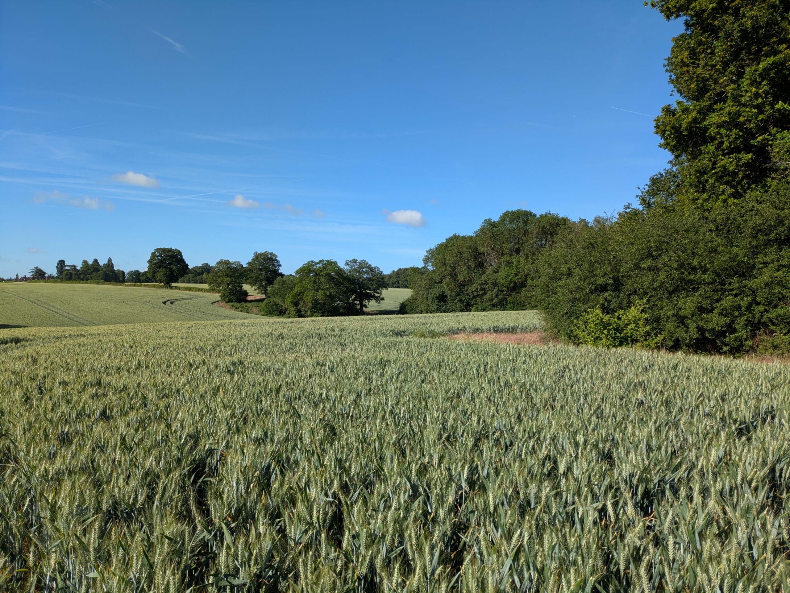 lush green cropland with woodland and hedgerows under a sunny blue sky