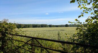 beautiful green arable field with woodland in the distance, all under a sunny blue sky