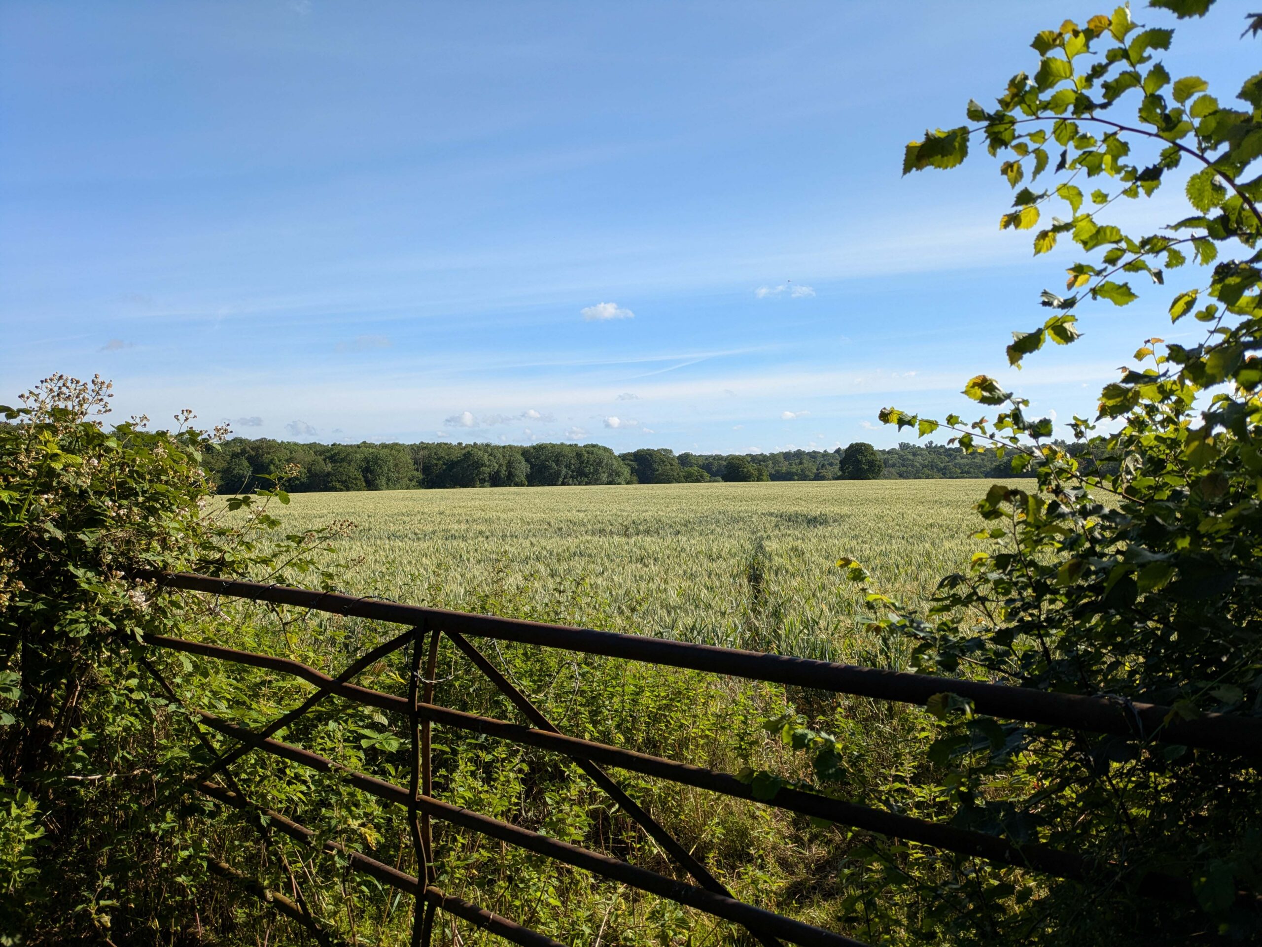 beautiful green arable field with woodland in the distance, all under a sunny blue sky