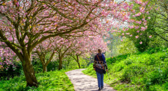 A lady walking under a cherry tree covered in spring blossom