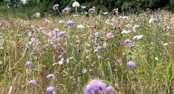 Martha's Meadow is 2 acres of Wild Garden in Southery, Norfol