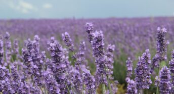 A field of purple lavender plants with the blue sky on the horizon