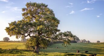 A view of a tree in a field