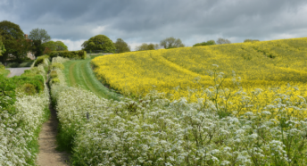 Photo of a native British hedgerow with a footpath and field running alongside