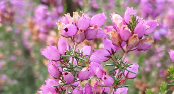 Heathland heather