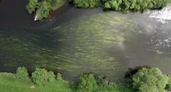 Aerial photo of River Wye at Foy showing 70% cover of Water Crowfoot beds